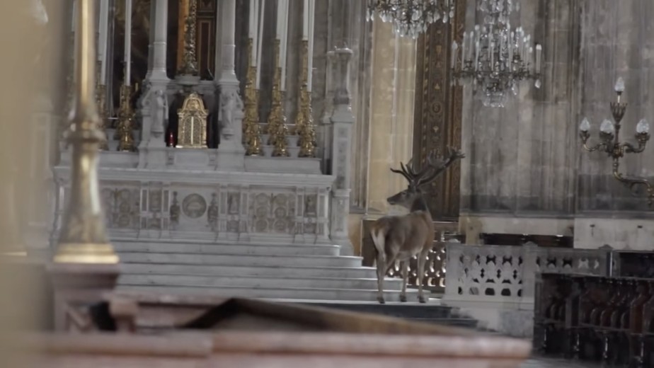 STAG IN CHURCH